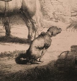 Rembrandt dog